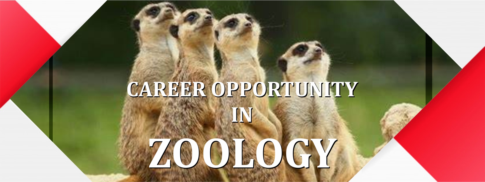 career in zoology